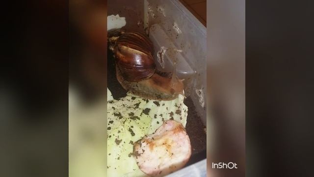 Улитка Ахатина смотреть онлайн