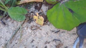 2 серия/шляйх сериал/ Необыкновенный жеребёнок или засушенный берег/ фигурки лошадей/шляйх