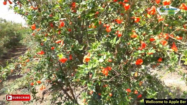 Succes Story Of Pomegranate Plantation In India | Apple Ber Nursery | смотреть онлайн