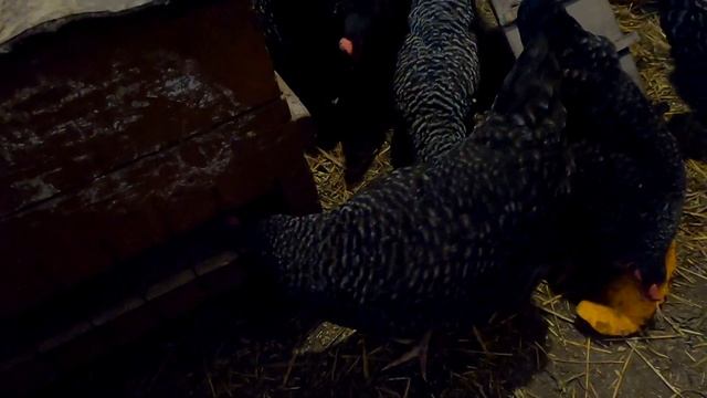 Куры Доминанты. Переходим на зимнее время смотреть онлайн