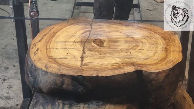 Распиловка дубового капа на самодельной пилораме . Вкусняшка для бобра . смотреть онлайн