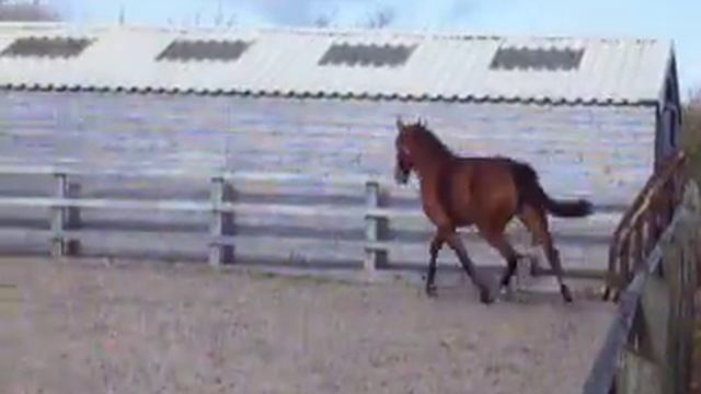 landor s x ramiro z x bergerac смотреть онлайн