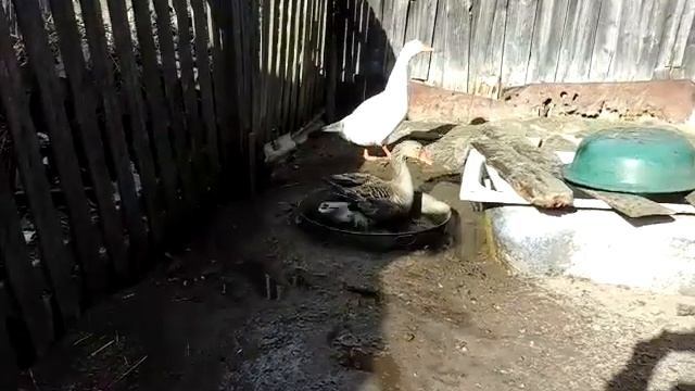 Обустройство водоема для гусей. смотреть онлайн