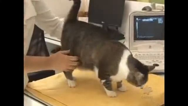 Clínica especializada em felinos - Gato Leão Dourado. смотреть онлайн