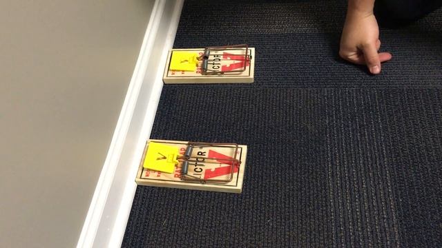How to properly place rat traps смотреть онлайн