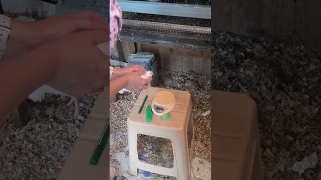 ,, Белые гиганты,, или обычные Техасцы?! смотреть онлайн