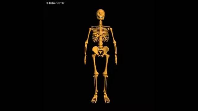 Human 3D, Скелет,02 Скелет смотреть онлайн
