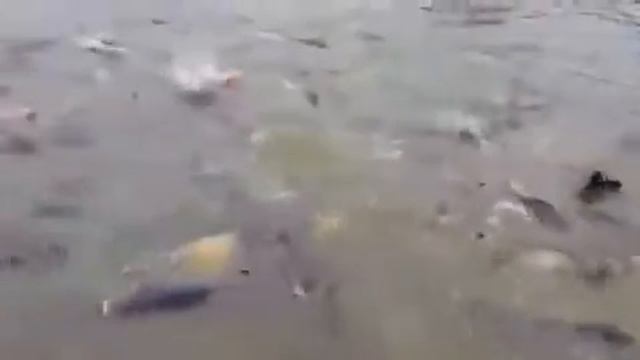 Кормление рыбы карп по 20 кг Feeding carp fish 20 kg смотреть онлайн