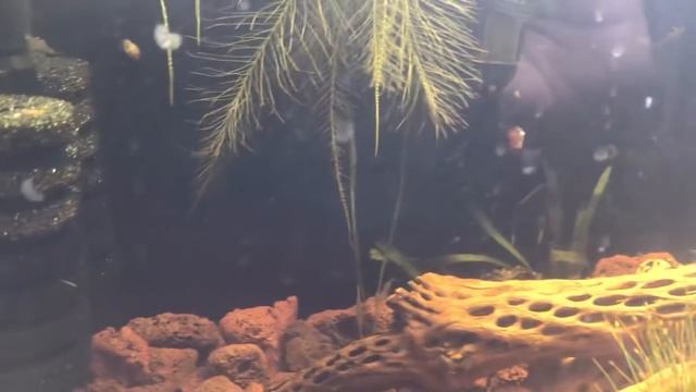 Shrimp Tank Update Number Three смотреть онлайн