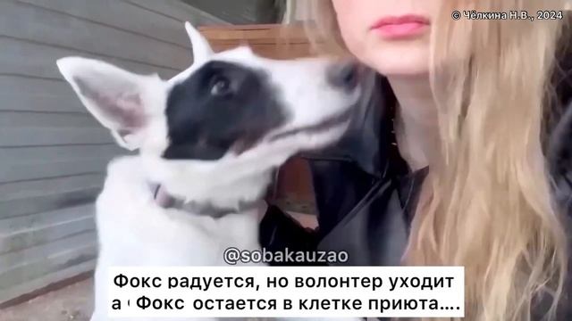 Домашнего Фокса (фокстерьер) бросил хозяин уехав в другую страну! Приют «Щербинка» Собака Юзао смотреть онлайн