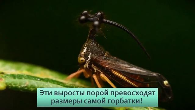 Бразильская горбатка Странные формы насекомых с юга смотреть онлайн