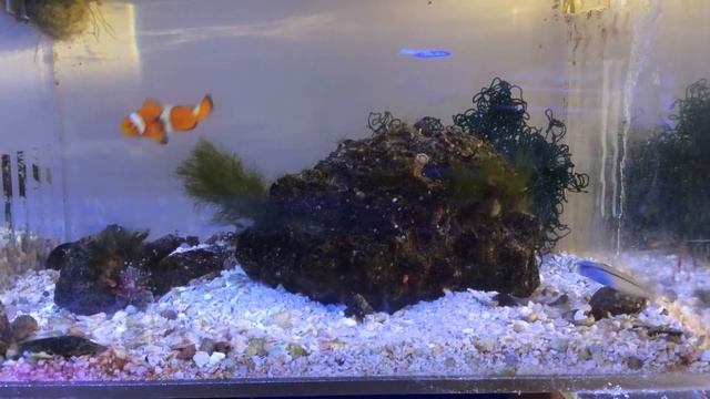 Red Sea Mimic Blenny Tank Bred ORA Available смотреть онлайн