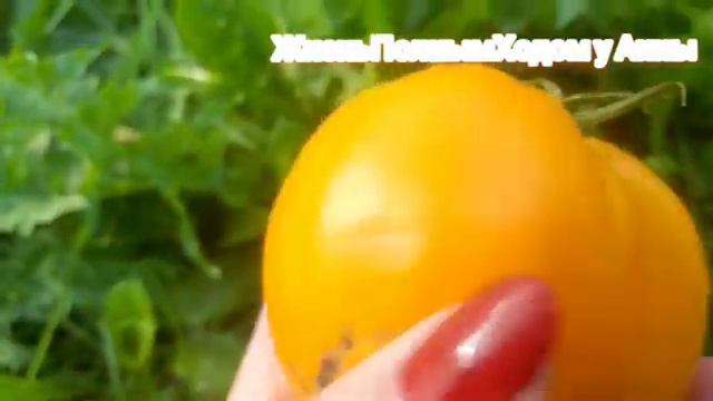 Огородный сезон 2024__27Серия (3)