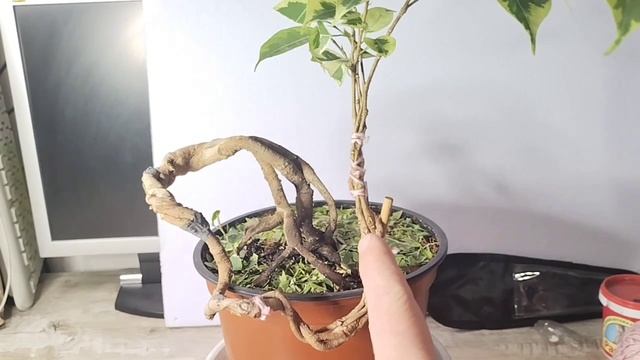 √2 фикус 111 Бенджамина (Бонсай)