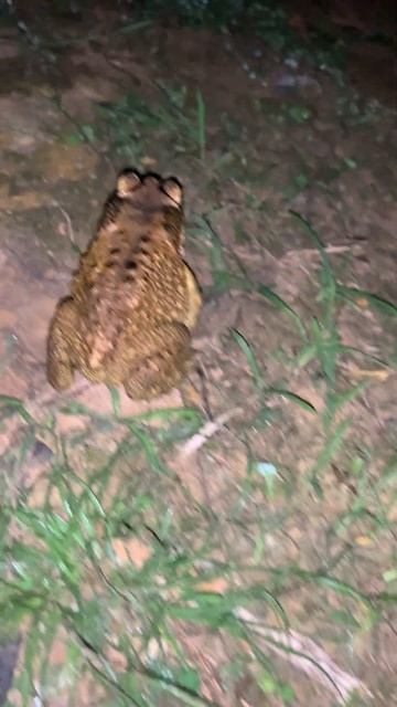 Asian Toad frog #virallife #rainfrog #animal #wildlife #viral #life #dailyvlog #shortsfeed #shorts смотреть онлайн