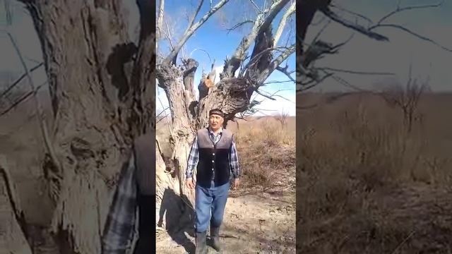 Тұрсынбай Беласарұлы.Қазалы ауданы,Жанқожа батыр ауылы смотреть онлайн