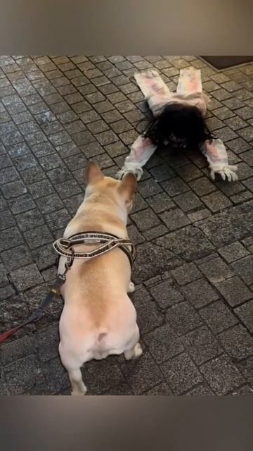 страх собаки выдаёт ее зад😅 #dog #shorts #shortvideo #funny #reels #video #funnyvideo смотреть онлайн