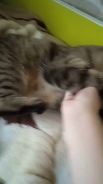 тигритца которая живёт в дому #хагиками #стеклянноеперо #cat #instagramyoutube #кот #catlover #funn смотреть онлайн