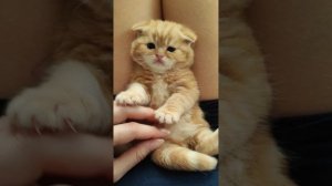 Симбуше 1 годик🎂🎉😺