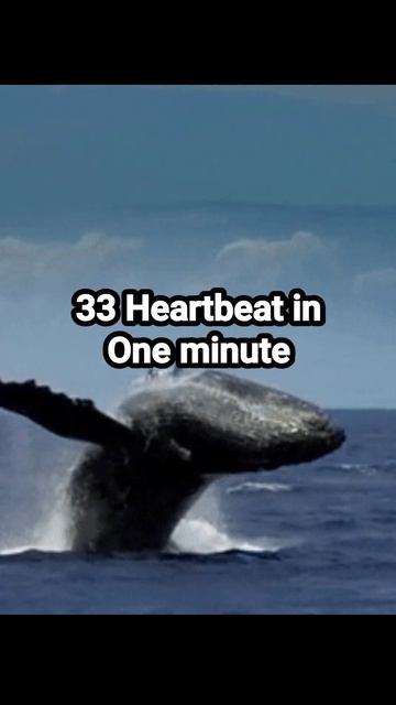 Blue whale heartbeat in a minute #shortsfeed #fact #bluewhales #animals #mamal смотреть онлайн