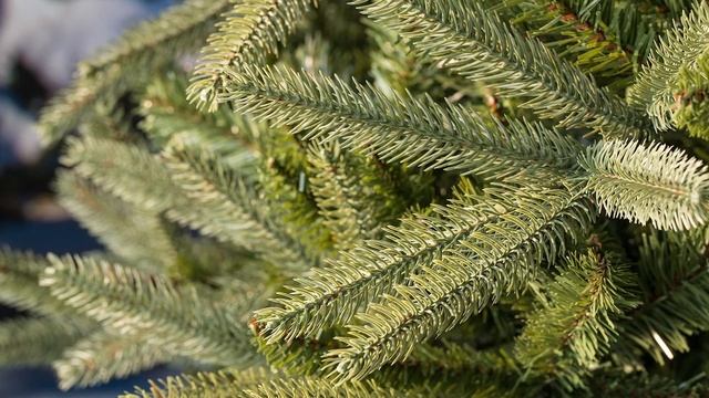 Puleo Washington Valley Spruce смотреть онлайн