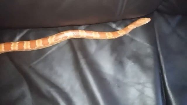 Pantherophis gutattus (Mi primera serpiente) смотреть онлайн
