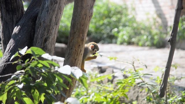 Budapest Zoo смотреть онлайн