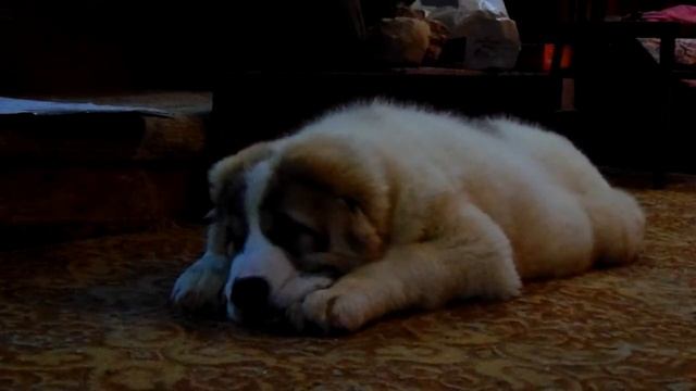 Танкер АН-НАССИР , 3 месяца и 3 дня . смотреть онлайн