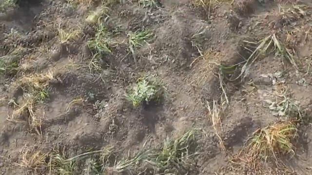 Выращивание Арбузов и Дынь в Сибири. 2часть . смотреть онлайн