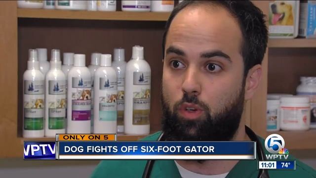 Palm Beach Gardens dog survives alligator attack смотреть онлайн