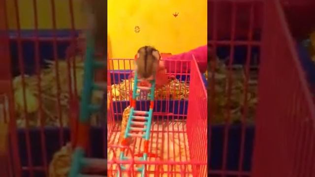 ХОМЯК ОКРАБАТ смотреть онлайн