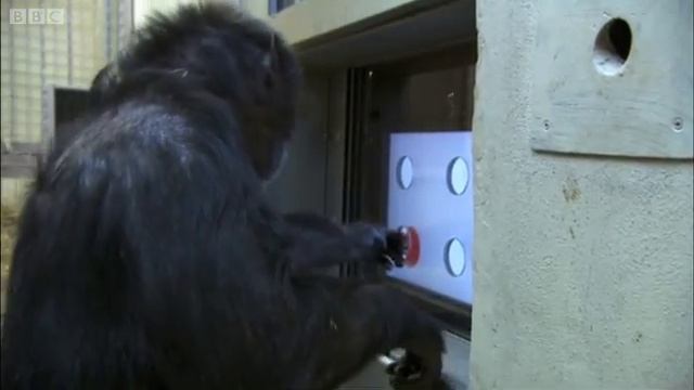 Touch Screen Test - Chimp TV | BBC Studios смотреть онлайн