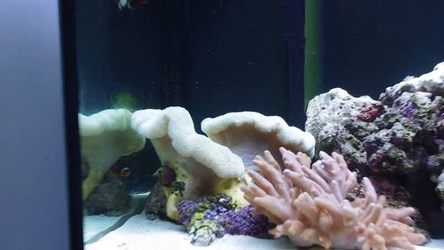 My 720 liter reef tank смотреть онлайн
