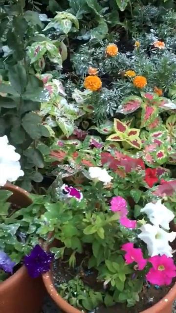 تغذية بصرية ١