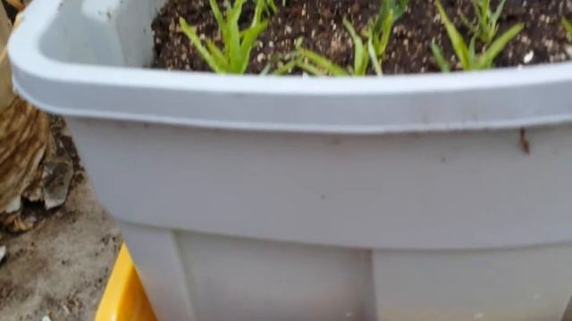 Ong Choy aka Asian Water Spinach Pt.3-Transplant To Container смотреть онлайн