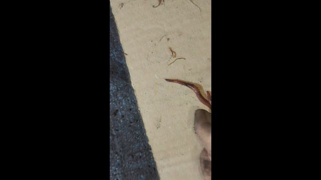 Ползающий холодец. смотреть онлайн