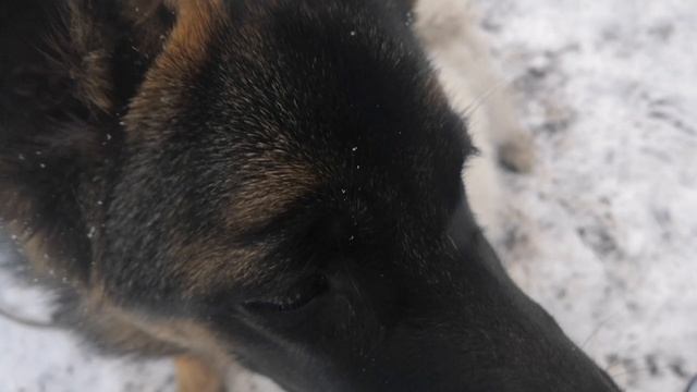 Утро только доброе и позитивное! Дрессировка самоеда и овчарки. ОКД смотреть онлайн