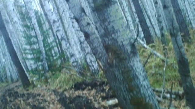 66 зверь!!! Осень октябрь 2014 таёжные места в березняке. КрасотиЩа!!!!