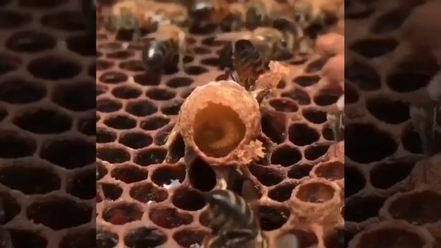 Матачник пчел смотреть онлайн