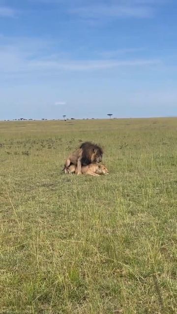 lion mating смотреть онлайн