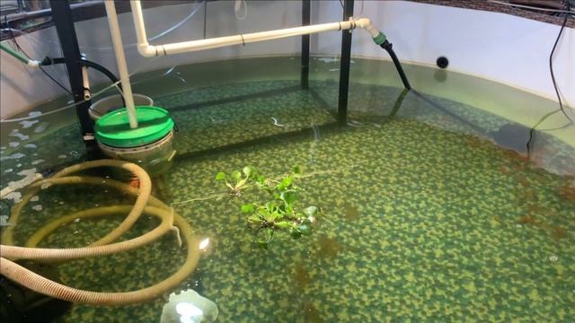 Пруд в гараже.Карпы кои теперь с растениями. смотреть онлайн