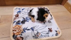 ДРЕССИРОВКА МОРСКОЙ СВИНКИ