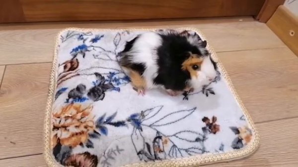 ДРЕССИРОВКА МОРСКОЙ СВИНКИ