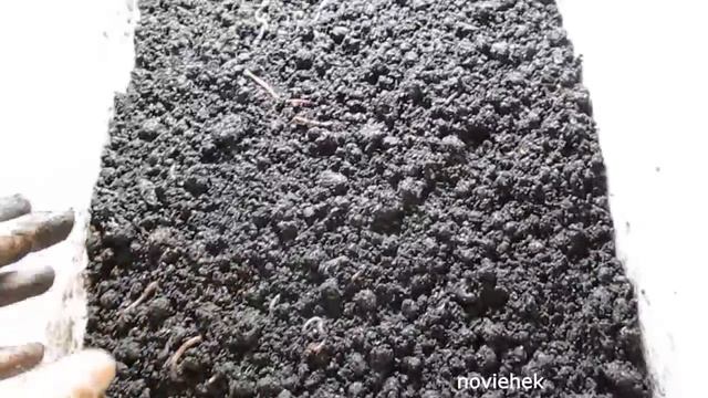 Разведение Дендробены из коконов. Прошло 10 недель . смотреть онлайн