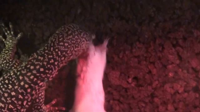 Mangrove Monitor Varanus Indicus Eating A Mouse HD