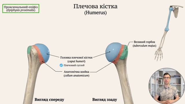 Кістки верхньої кінцівки смотреть онлайн