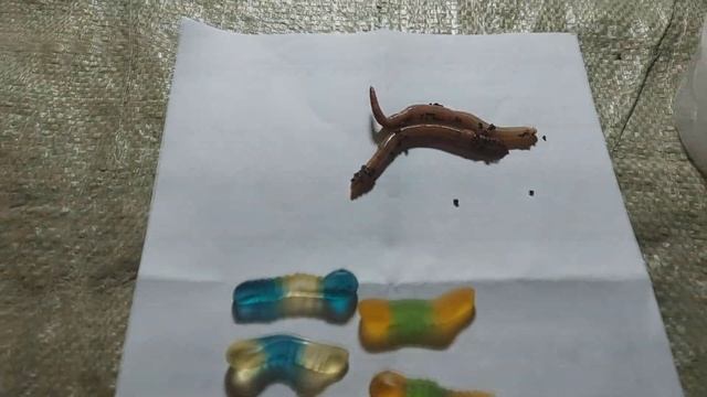 Каким должен быть маточный червь. смотреть онлайн