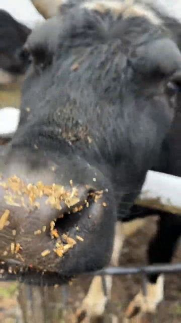 Корова Лакшми и ее сынуля. #animal #животные #cow #cowvideos #коровы #bull #бык смотреть онлайн