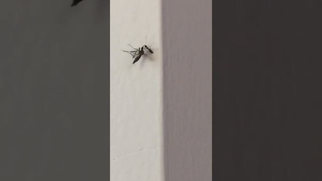 Ant vs asian tiger mosquito смотреть онлайн