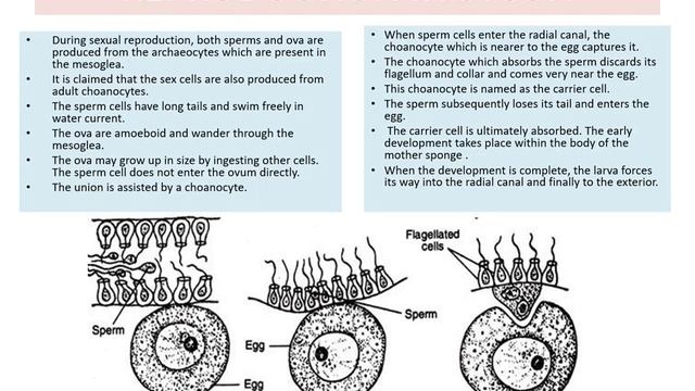porifera reproduction смотреть онлайн